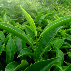 Green Teafy funziona Come si usa Quali sono i suoi ingredient e la composizione