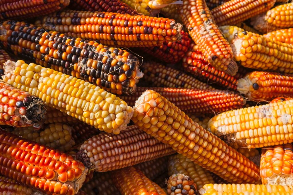 Rendendo impossibile per le autorità nazionali regolamentare la sicurezza alimentare degli OGM nuovi di zecca